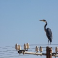 ardea-melanocephala-namibia-42AEBDEA-6A7F-4922-A90B-D97F51F432C5.jpg