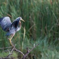 ardea-purpurea-sri-lanka-071602CE-9859-47C9-9495-8009240142C3.jpg
