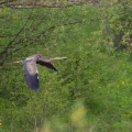 ardea-purpurea-switzerland-368F1212-ABC9-4C8B-A8F4-FA30B15D8CED.jpg
