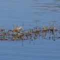 ardeola-ralloides-egypt-AD7A9461-CC0A-4E60-879F-D040A81494A6.jpg