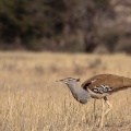 ardeotis-kori-botswana-5EB205DE-DE8A-44F9-82C5-8950EC0FF007.jpg