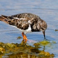 arenaria-interpres-canaries-la-palma-888420FD-2144-427E-97F6-C4D43A3CED70.jpg