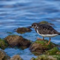 arenaria-interpres-guadeloupe-8CF8E894-B47C-491C-A95B-C060F5CE017E.jpg