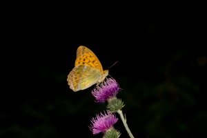 Argynnis paphia (Tabac d'Espagne)