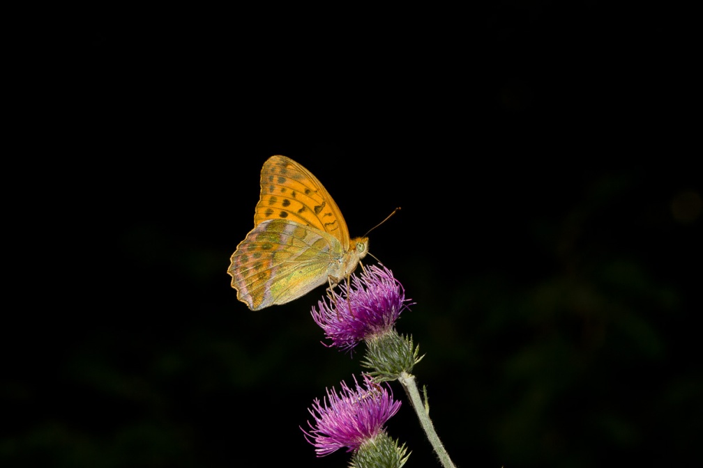 argynnis-paphia-italy-5E9743D2-4D66-11DC-8A96-000A95CA2156.jpg