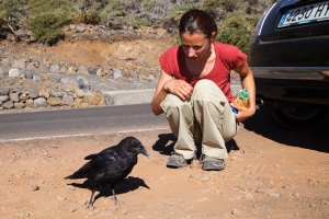Ariane aux Canaries et Corvus corax (Grand corbeau)
