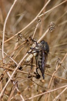 Asilidae, sp. indet.
