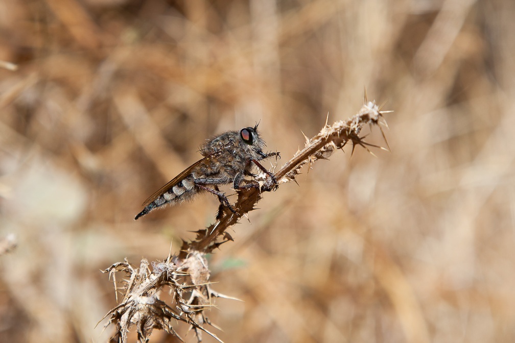 asilidae-sp-canaries-el-hierro-C5872021-9598-4687-B37C-95B5872625A1.jpg