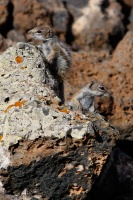 Atlantoxerus getulus (Ecureuil de Barbarie)