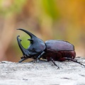 augosoma-centaurus-gabon-5F7FE187-47A2-468D-A04C-C9F02B24B289.jpg