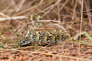 Bitis arietans