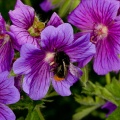 bombus-switzerland-E33E1196-4734-11DC-8E52-000A95CA2156.jpg