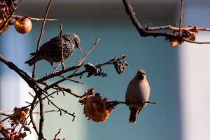 Bombycilla garrulus (Jaseur boréal), Sturnus vulgaris (Etournea