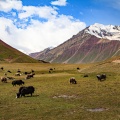 bos-grunniens-kyrgyzstan-D431BA04-990D-4F60-87D9-AF3F2470BD94.jpg