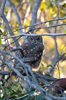 Bubo capensis (Grand-duc du Cap)