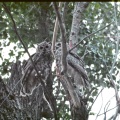 bubo-virginianus-usa-C83F924D-4B6D-11DC-8D9F-000A95CA2156.jpg