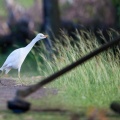 bubulcus-ibis-guadeloupe-C4117DDB-DBC4-462C-BE21-326BC9F4F319.jpg