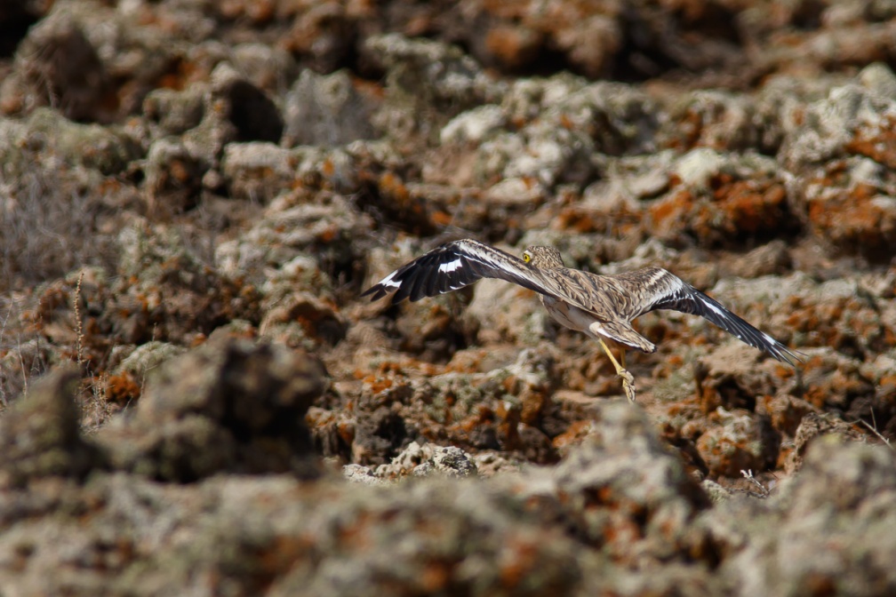 burhinus-oedicnemus-canaries-fuerteventura-CDE7AA49-2661-4AD9-BA7E-B965AA101FAB.jpg