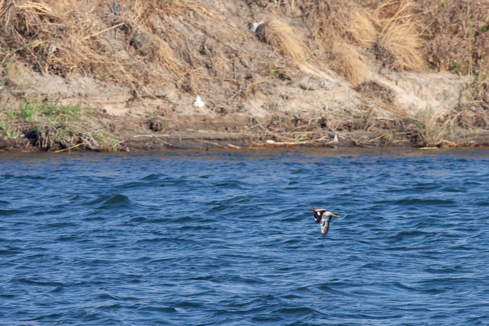 burhinus-senegalensis-egypt-E014B881-294B-48A7-B4AC-067F7E13A119.jpg