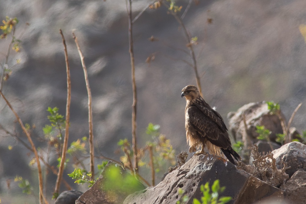 buteo-buteo-canaries-fuerteventura-9104A9C1-B245-4913-871D-8D2C3910D5F6.jpg