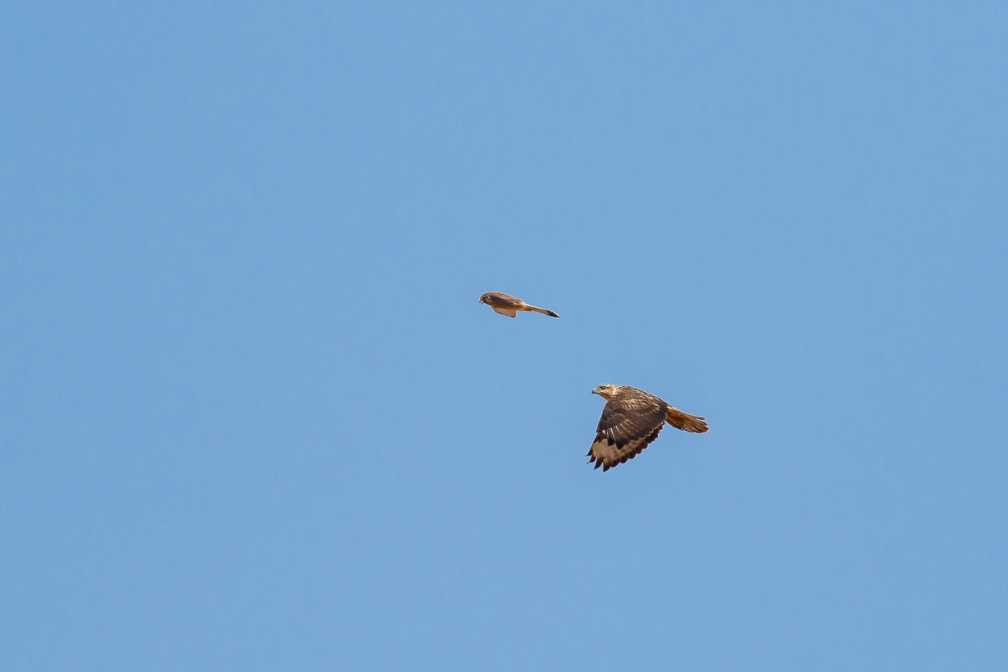 buteo-buteo-canaries-fuerteventura-94367F08-13E2-4655-B72F-3634174C83AD.jpg
