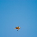 buteo-rufinus-saudi-arabia-F4437DF2-4A98-11DC-AA40-000A95CA2156.jpg