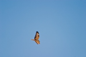 Buteo rufinus (Buse féroce)