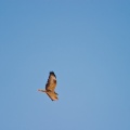 buteo-rufinus-saudi-arabia-F468A44C-4A98-11DC-AA40-000A95CA2156.jpg