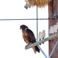 buteo-rufofuscus-namibia-247B7FDD-E75A-4A19-AA92-1AF393C576F0.jpg
