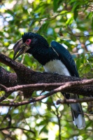 Bycanistes bucinator (Calao trompette)