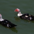 cairina-moschata-canaries-fuerteventura-71EFF34C-2AA8-45E9-820B-C97F5060F52B.jpg