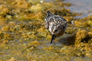 Calidris alba (Bécasseau sanderling)