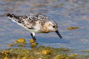 Calidris alba (Bécasseau sanderling)