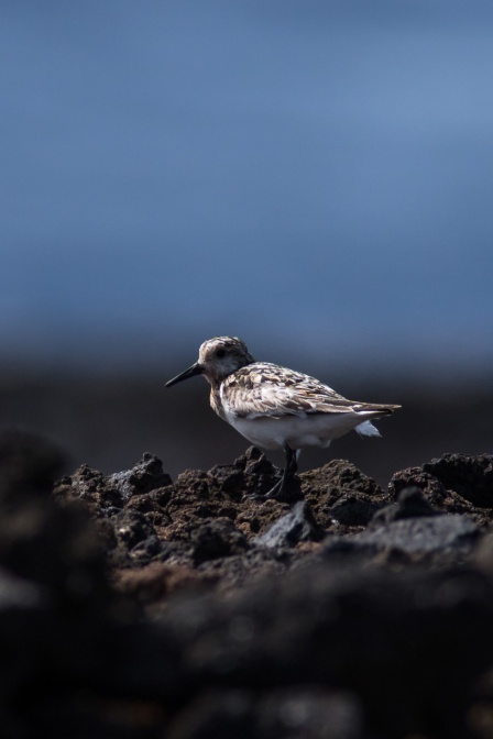 calidris-alba-canaries-la-palma-B80CF4D7-9606-4A26-BC85-1EAA700732E9.jpg