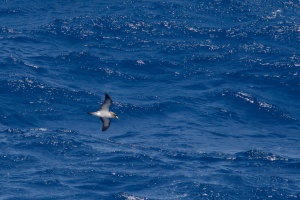 Calonectris diomedea (Puffin cendré)