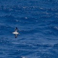 calonectris-diomedea-canaries-el-hierro-92304496-402F-49C0-95A4-42225F5EF21C.jpg