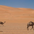 camelus-dromedarius-saudi-arabia-1263C338-4ABB-11DC-AA40-000A95CA2156.jpg
