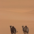 camelus-dromedarius-saudi-arabia-25474DFC-4A99-11DC-AA40-000A95CA2156.jpg