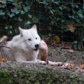 canis-lupus-switzerland-AE91581F-82ED-424C-8850-946597EA638A.jpg