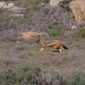 canis-mesomelas-south-africa-BD3546D7-BE5C-4D45-BFA2-D7C705B65265.jpg