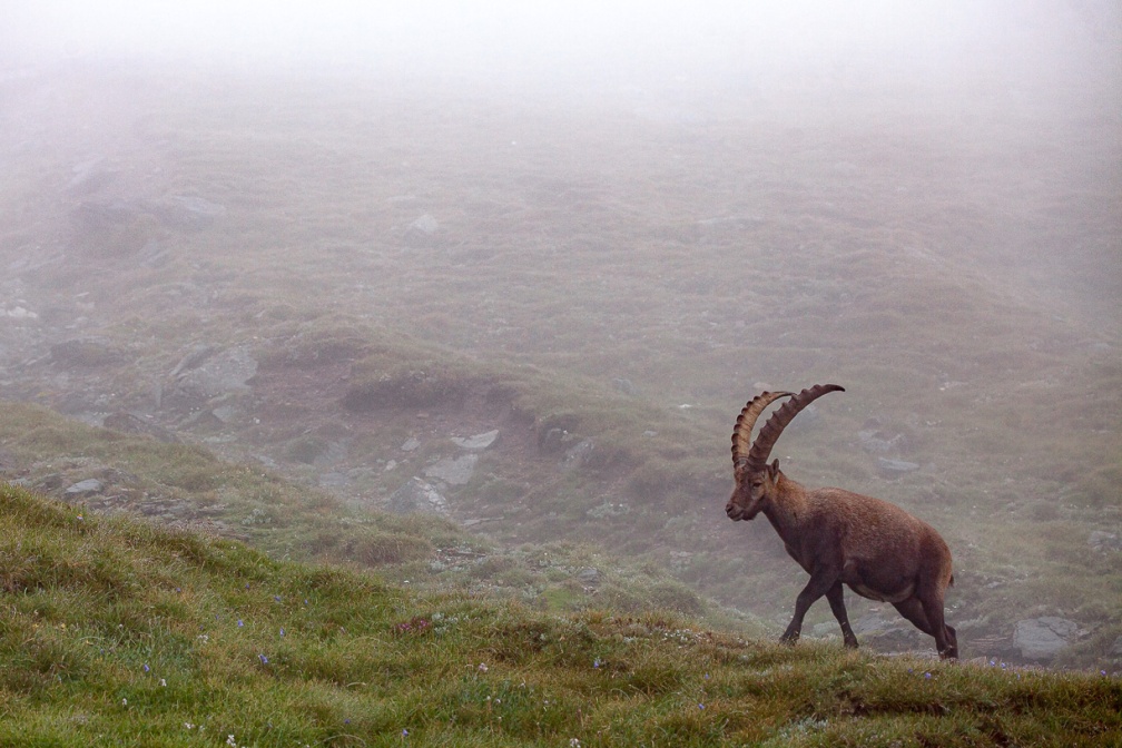 capra-ibex-austria-5520860E-2B01-4754-96D3-012B946190E4.jpg