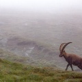 capra-ibex-austria-5520860E-2B01-4754-96D3-012B946190E4.jpg