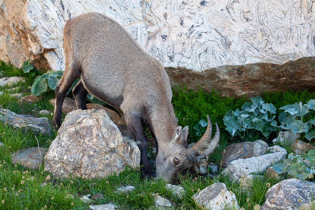 capra-ibex-france-B8247F1E-5C67-4A62-AF8F-B2B8C3BEC854.jpg