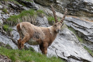 Capra ibex (Bouquetin)