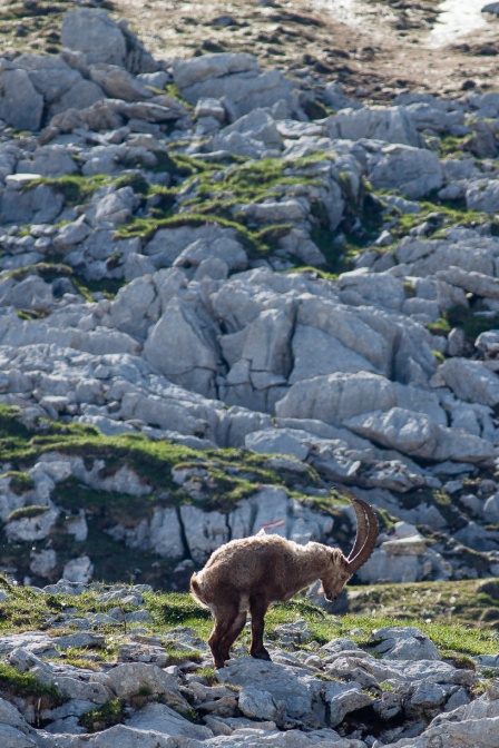 capra-ibex-switzerland-2F02F75E-AEF4-4EEB-AB82-2BC2D7F00D60.jpg