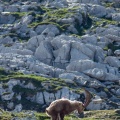 capra-ibex-switzerland-2F02F75E-AEF4-4EEB-AB82-2BC2D7F00D60.jpg