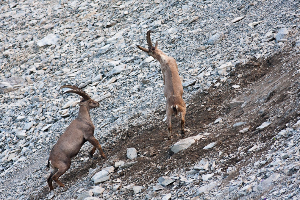 capra-ibex-switzerland-43480A98-CDAB-4104-A628-F17475F88F5B.jpg