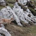 capra-ibex-switzerland-4F318AF9-CC5F-4996-8C06-45E657562898.jpg