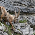 capra-ibex-switzerland-684A79BB-7233-40B8-BDD3-F54B8866FD96.jpg