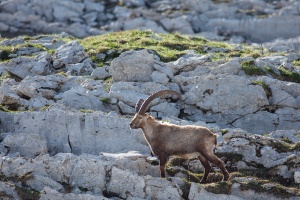 Capra ibex (Bouquetin)